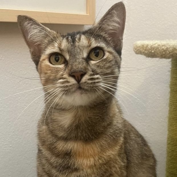 FERN - Domestic Shorthair / Mix available for adoption