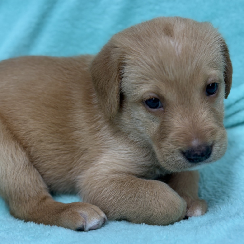 Tan Retriever, Yellow Labrador Dog