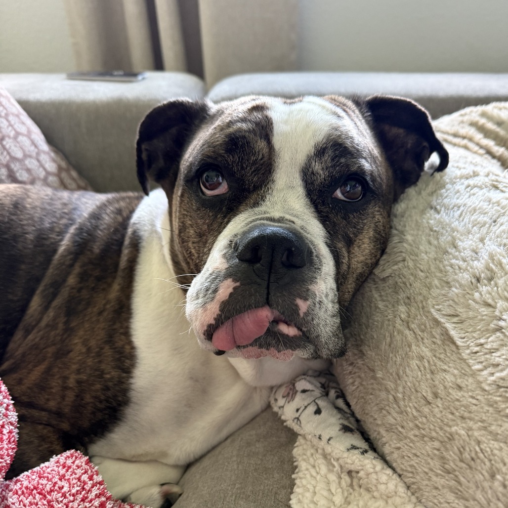 Dottie, photo 9