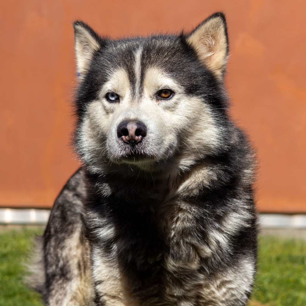 Kennel#31 Yukon's preview photo