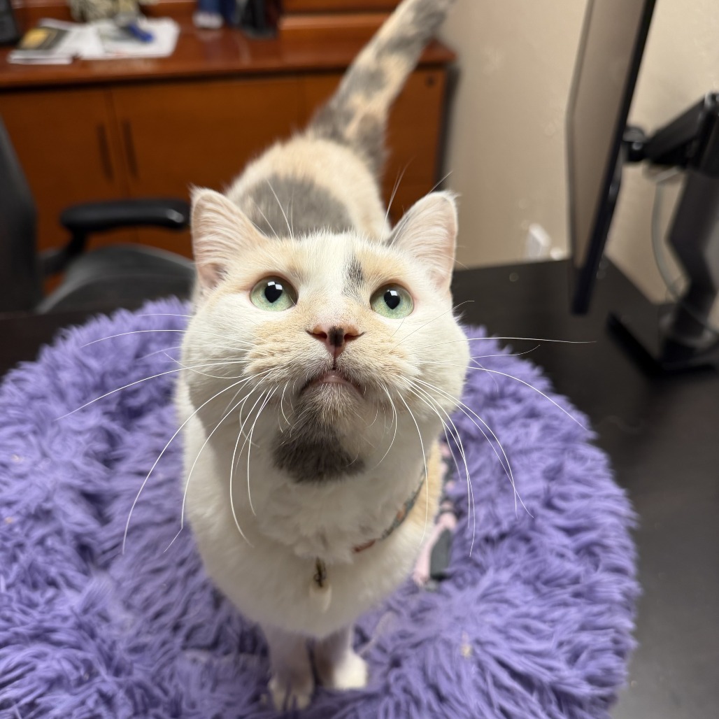MARSHMALLOW SMORES - Domestic Shorthair available for adoption