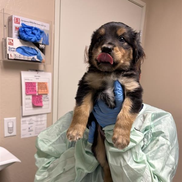 EDGAR - Mixed Breed (Medium) available for adoption