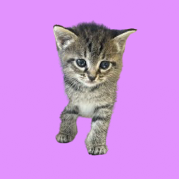 Tusc Stray 82353