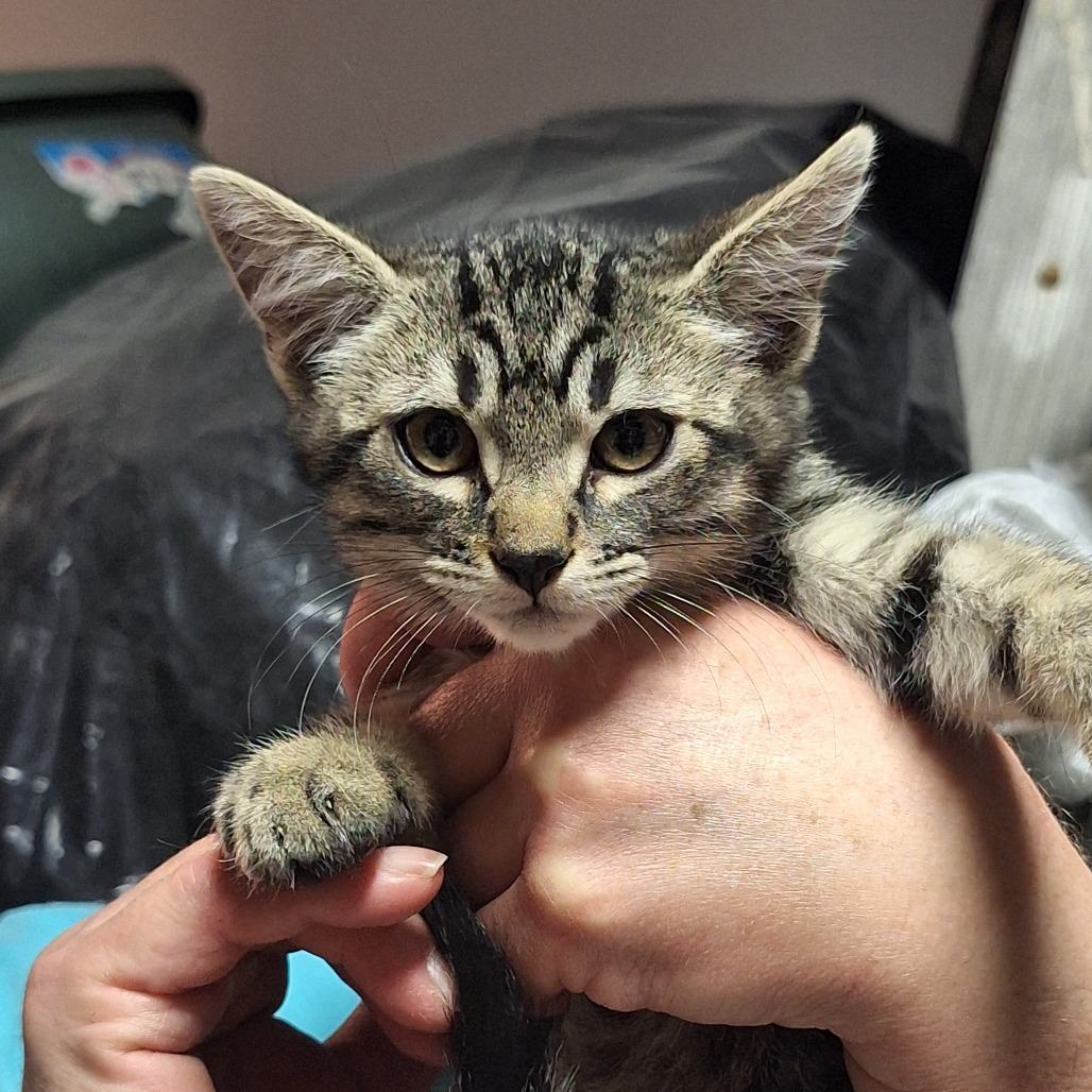 MANDO - Domestic Shorthair available for adoption