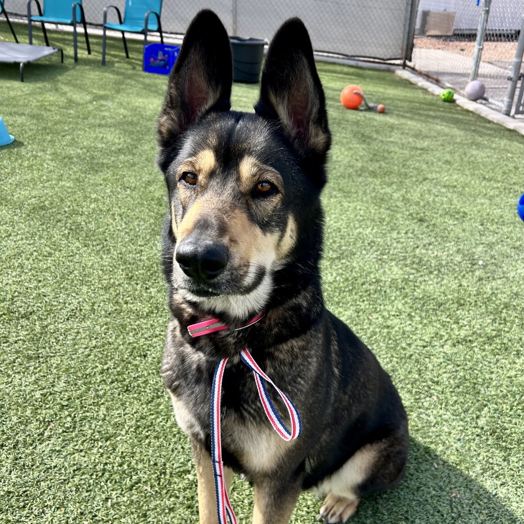 Timber — thumbnail 4