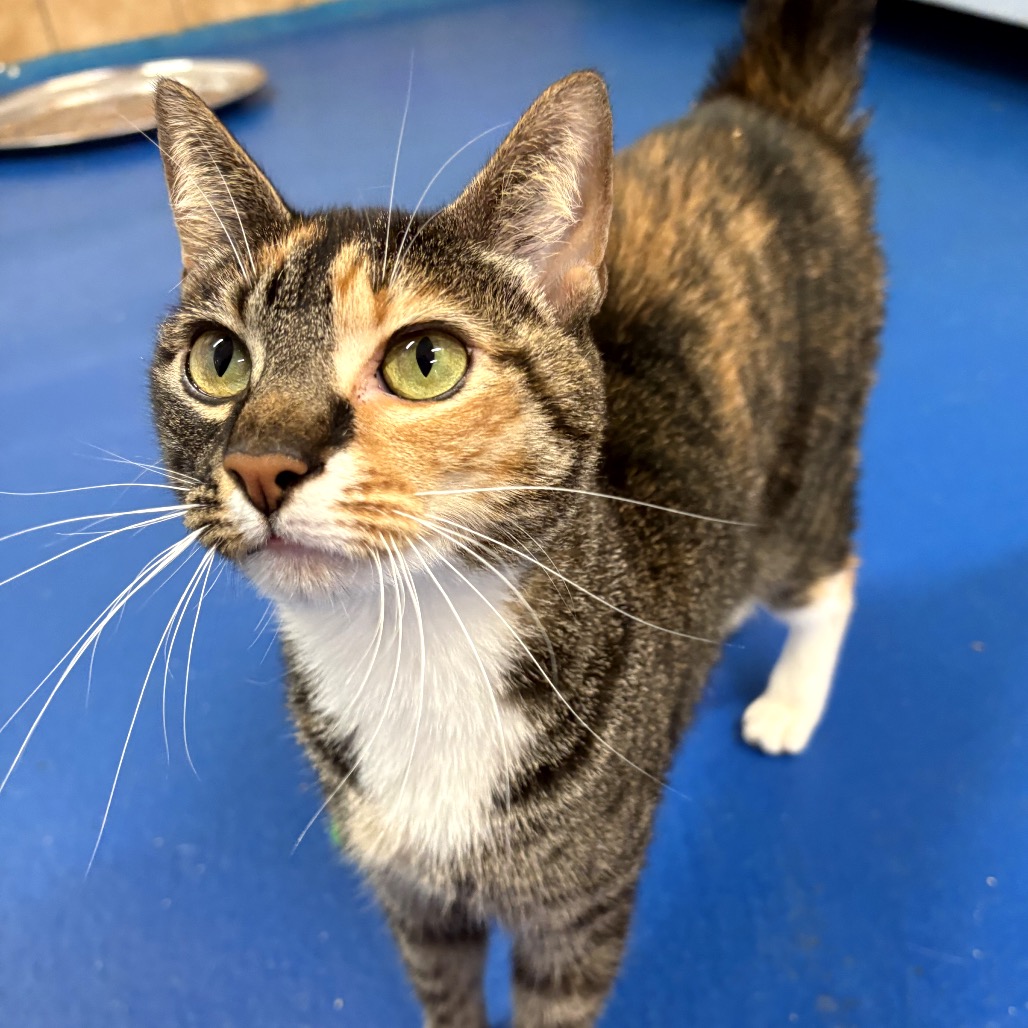 Image of Coraline looking at the camera