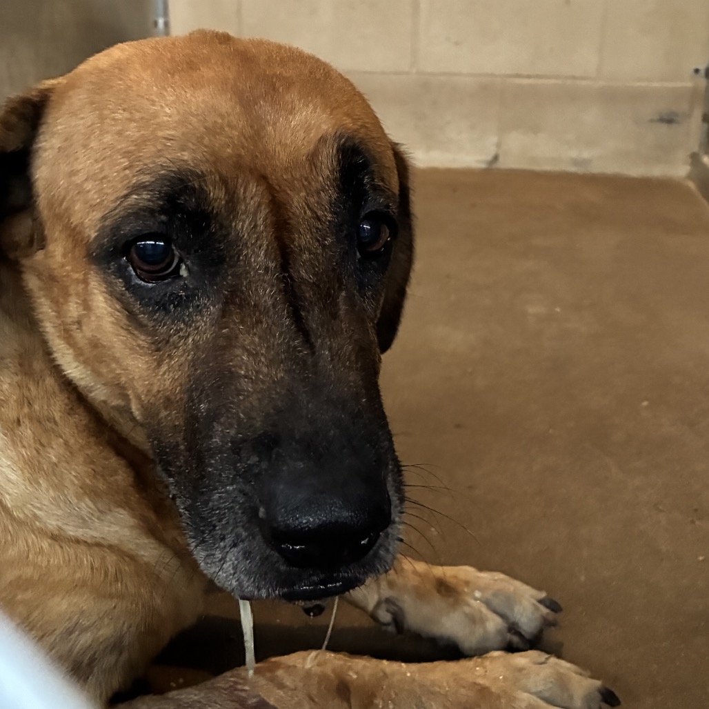 FABIANA - Shepherd / Mixed Breed (Large) available for adoption