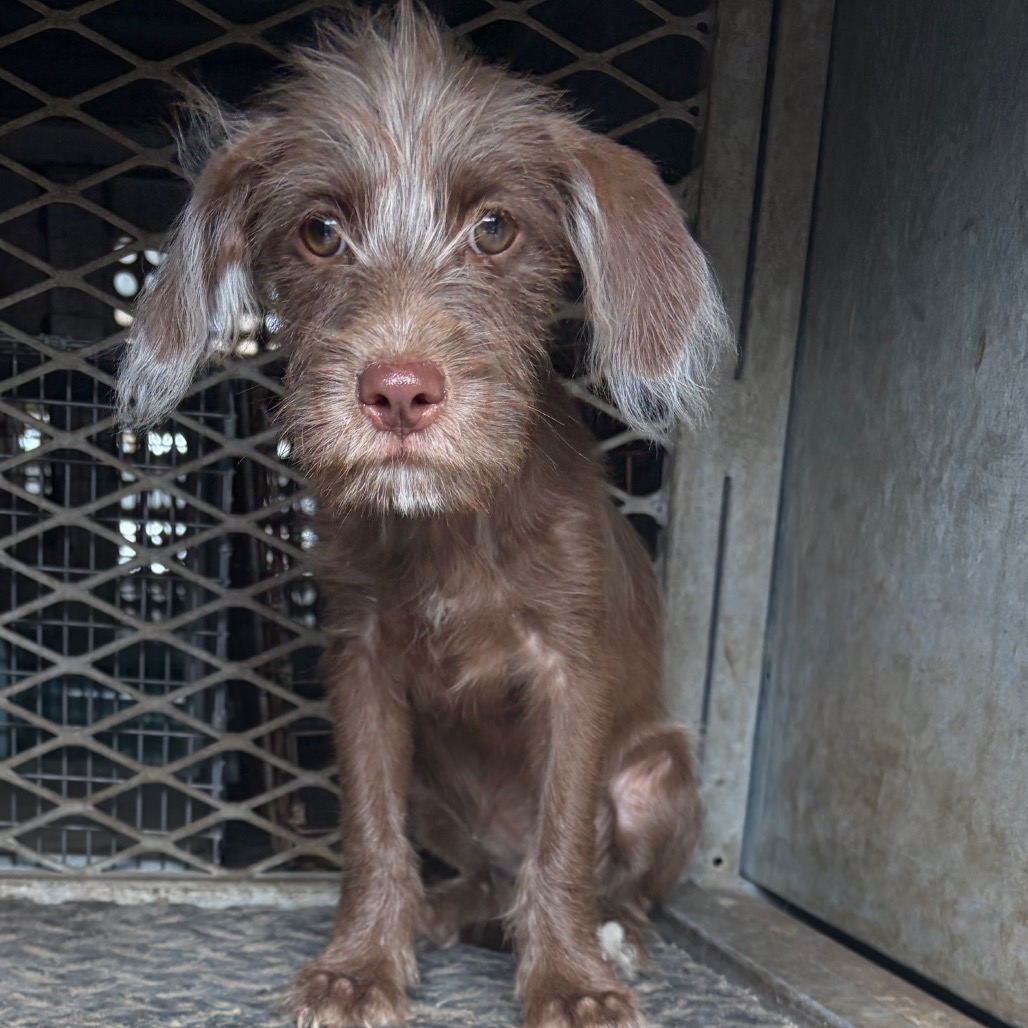 EACS-STRAY-199694_5 - Terrier / Mixed Breed (Small) available for adoption