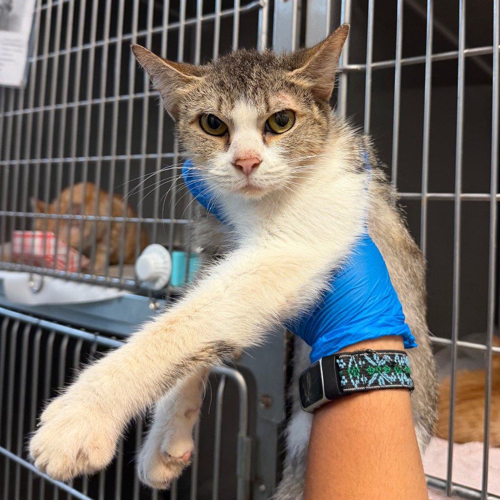 CHEESESTICK - Domestic Shorthair available for adoption