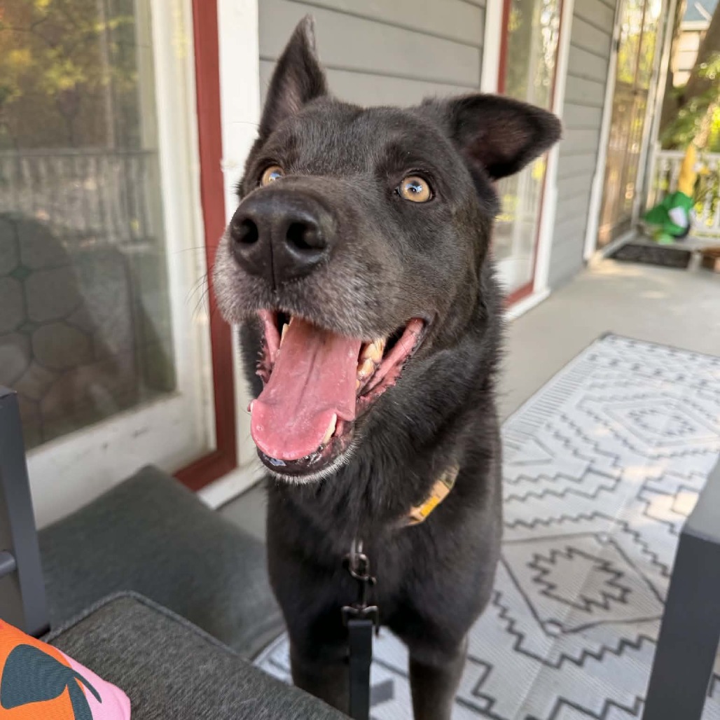 Koda