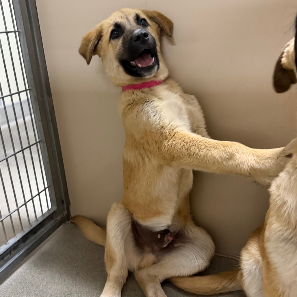 Kennel#20c(Pink)'s preview photo