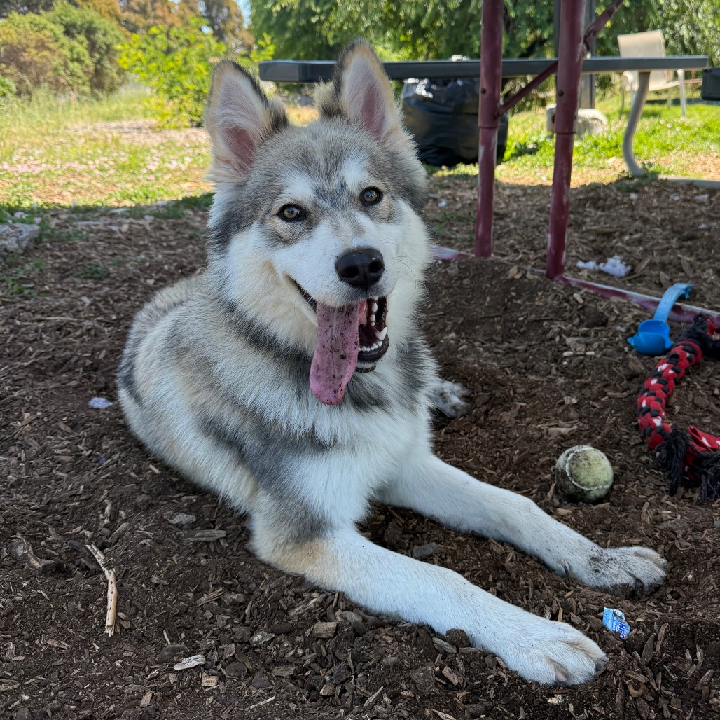 GUSTAV, photo 15