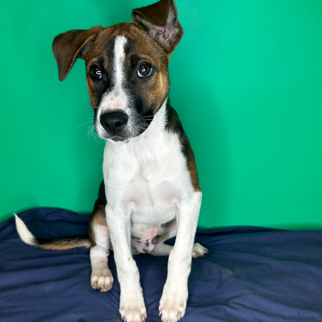 HUDSON - Terrier, Rat / Hound available for adoption