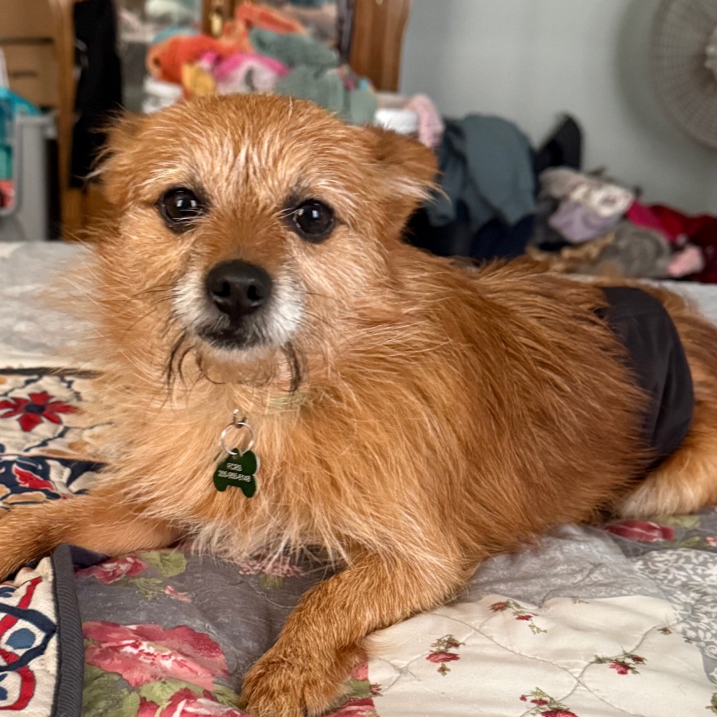 Chico is available for adoption at Full Circle Rescue and Sanctuary