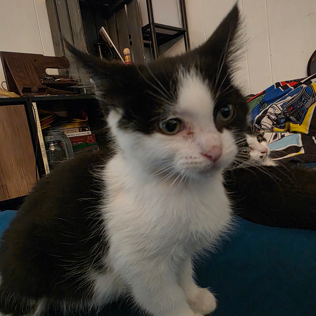 FRUIT LOOP - Domestic Shorthair available for adoption