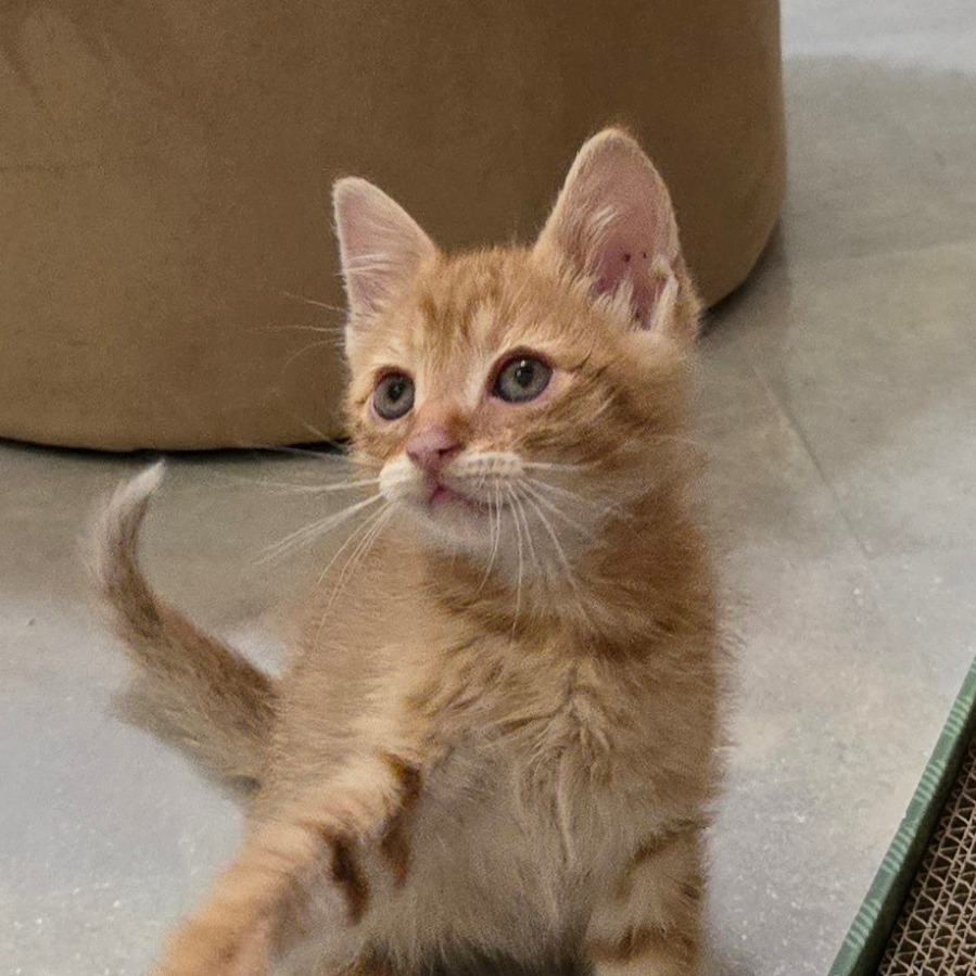 SPAGHETTI (AKA. EDDIE) - Domestic Shorthair available for adoption