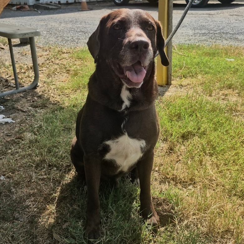 PUDGE - Retriever / Chocolate Labrador available for adoption