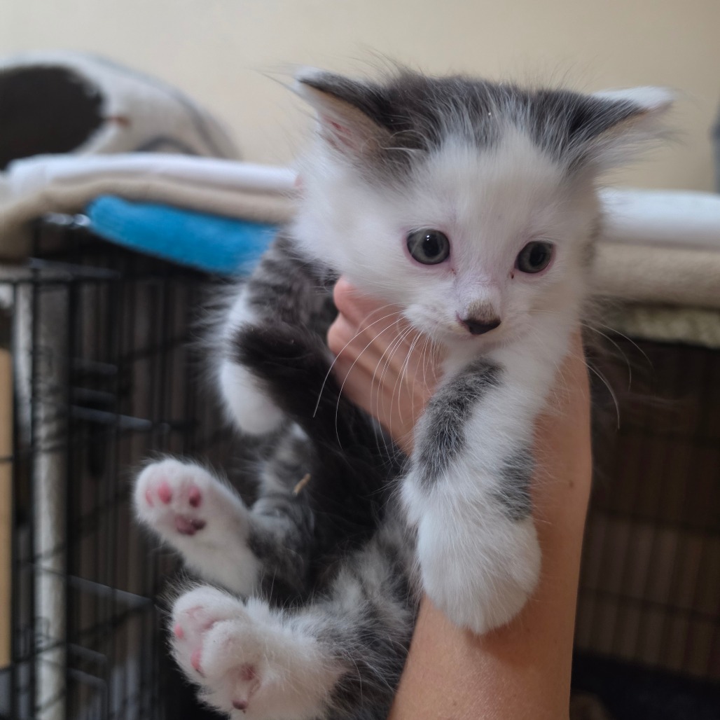 CYRUS - Domestic Medium Hair available for adoption