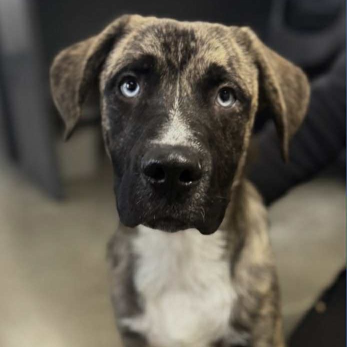 COBALT - Mixed Breed (Large) available for adoption