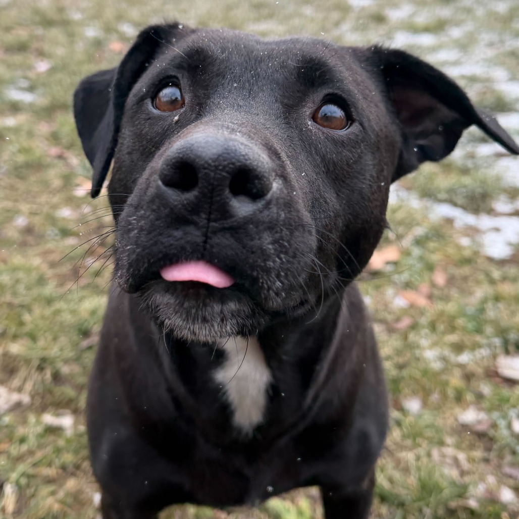 Seraphina — thumbnail 4