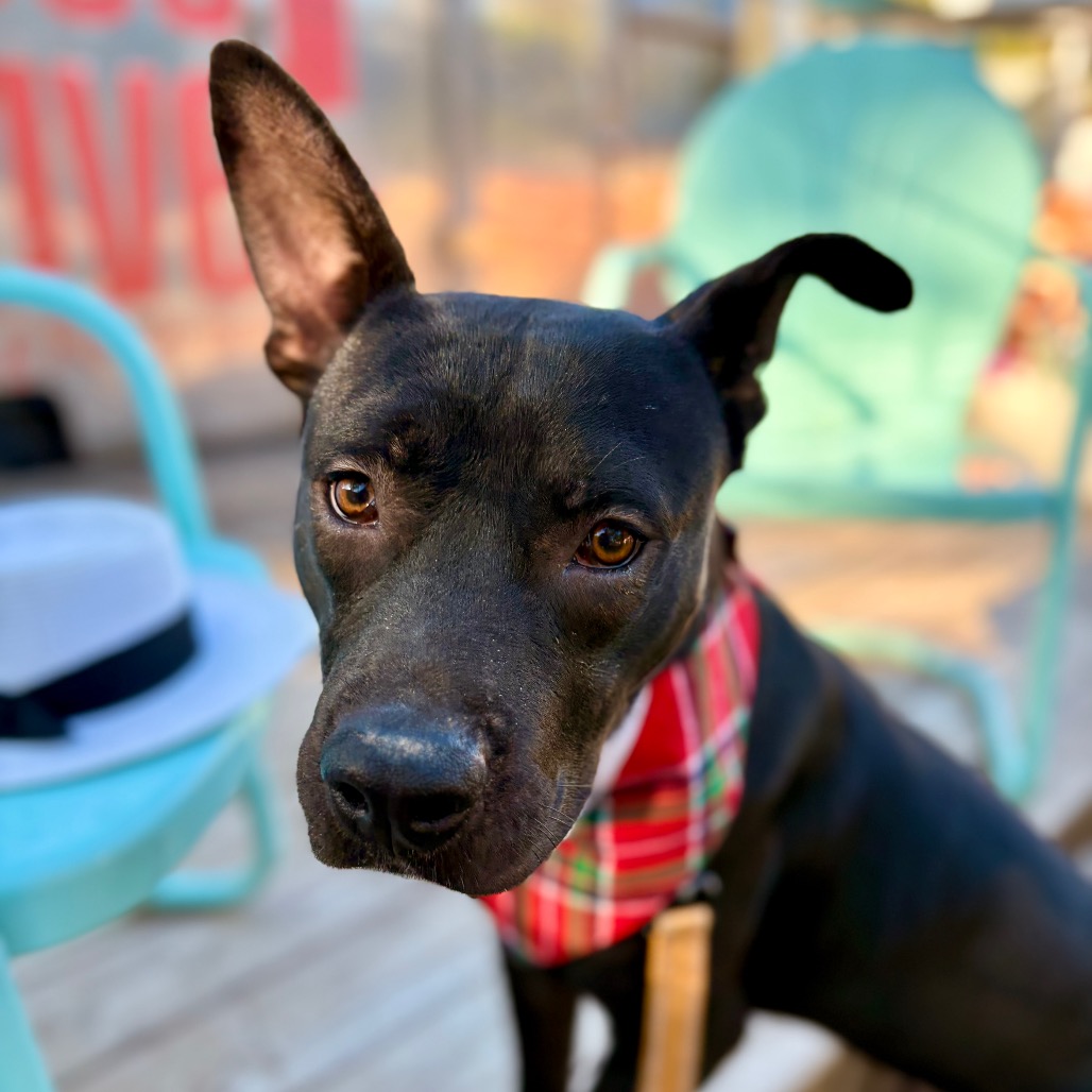 Castlevania — thumbnail 11