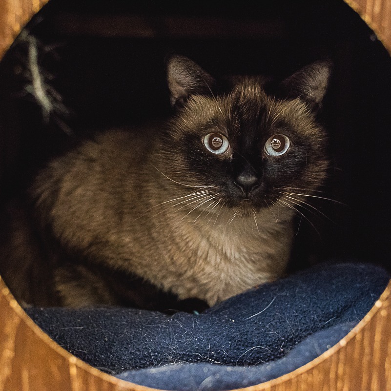 BEAR - Siamese available for adoption