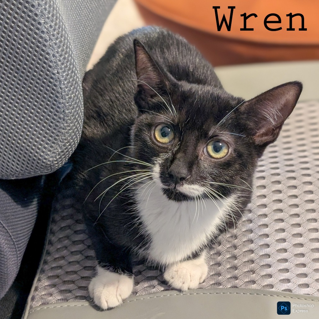 Wren, photo 5