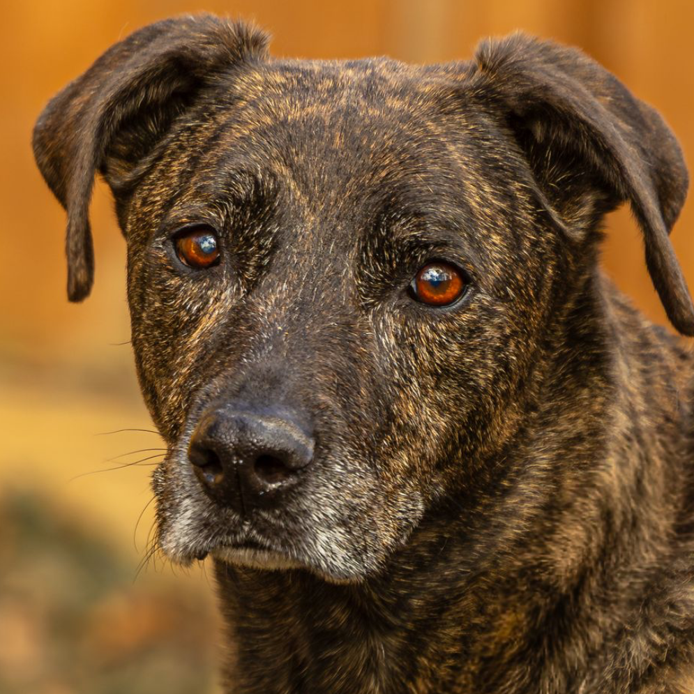 Chooch, adoptable senior dog