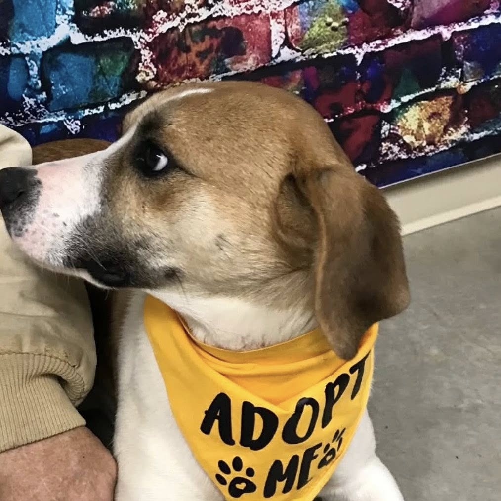 Jack — thumbnail 2