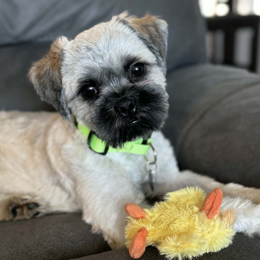 Camo Rescue Laso is available for adoption at CAMO Rescue