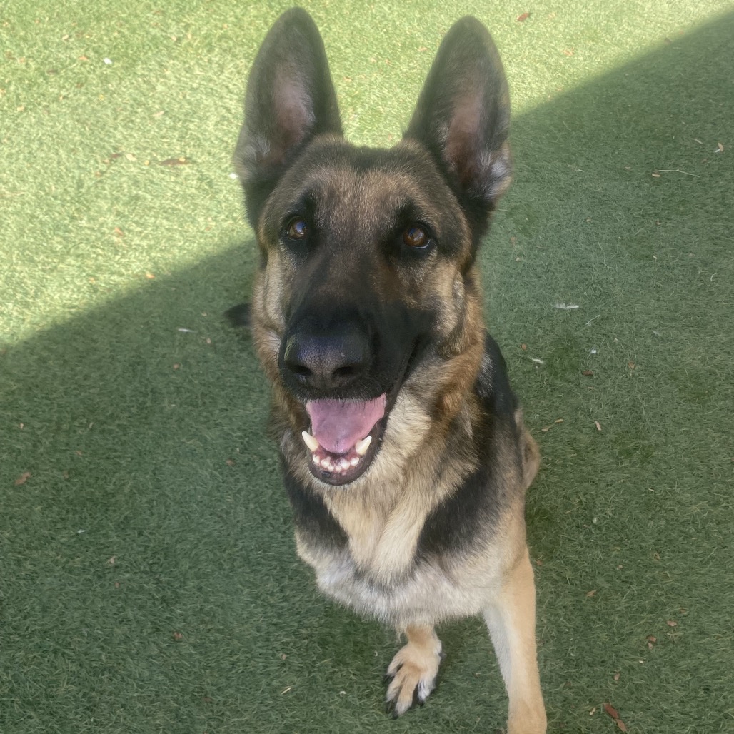 DANA - Shepherd / German available for adoption