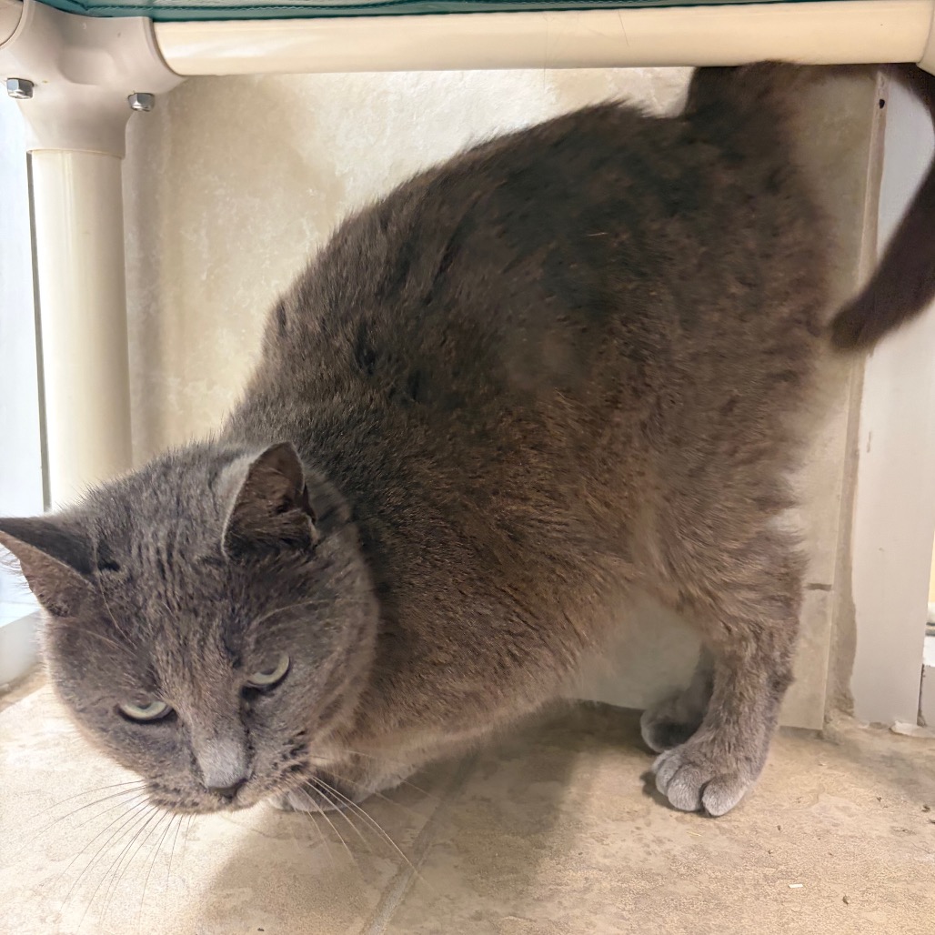 Mister Mans — thumbnail 3