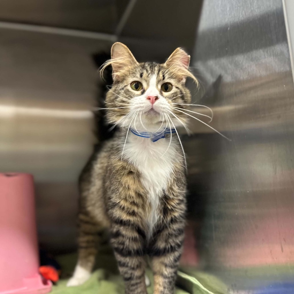 GIZMO - Domestic Medium Hair available for adoption