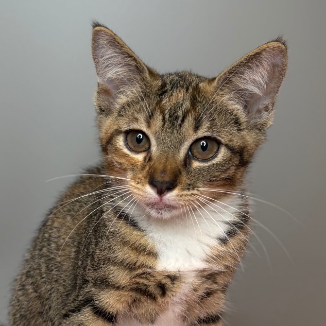 LAGOON - Domestic Shorthair available for adoption