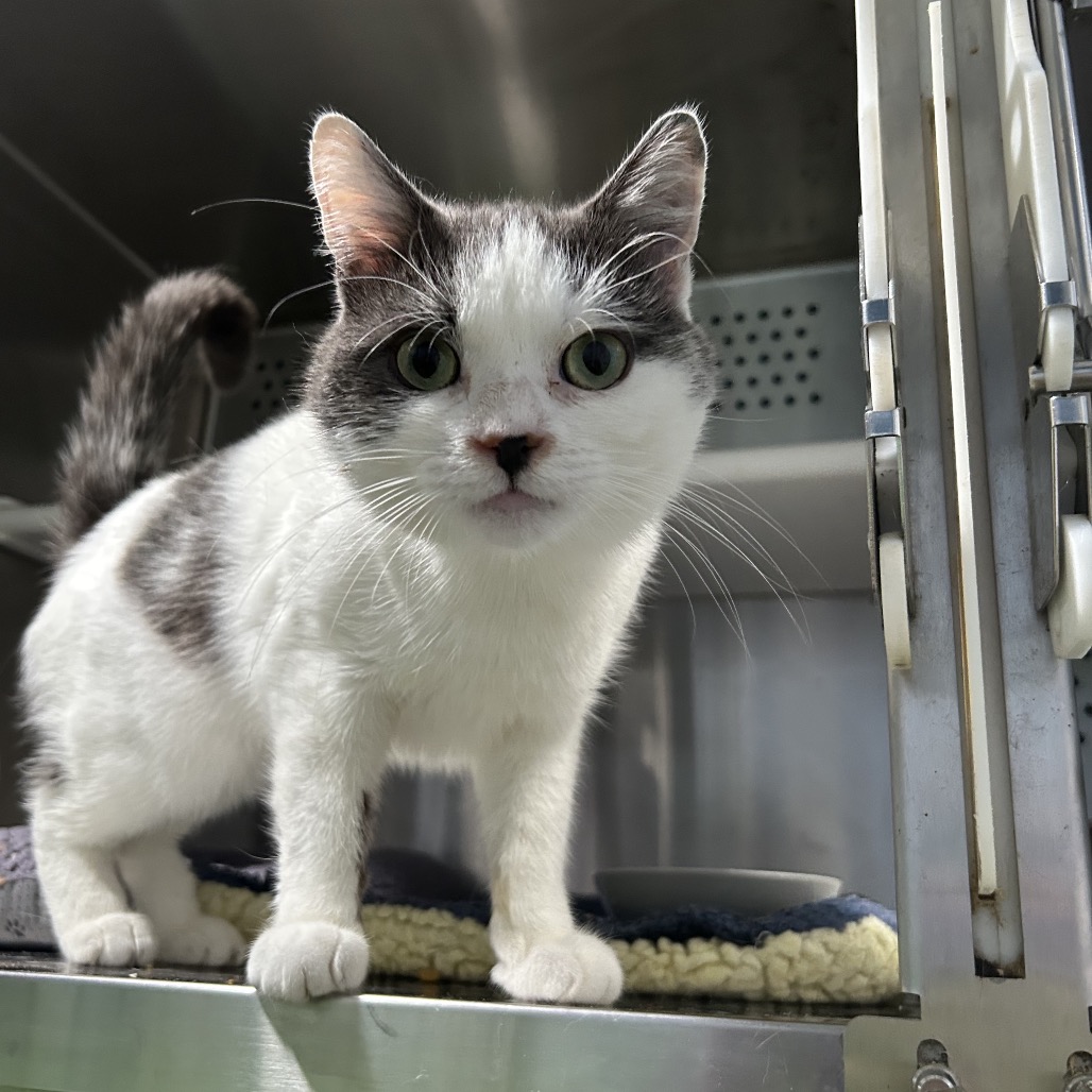JUNEBUG - Domestic Shorthair for adoption in Stamford