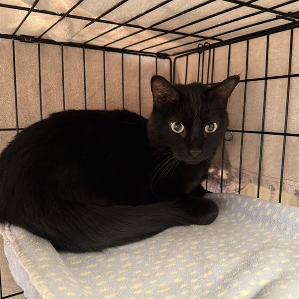 Thackeray picture #3