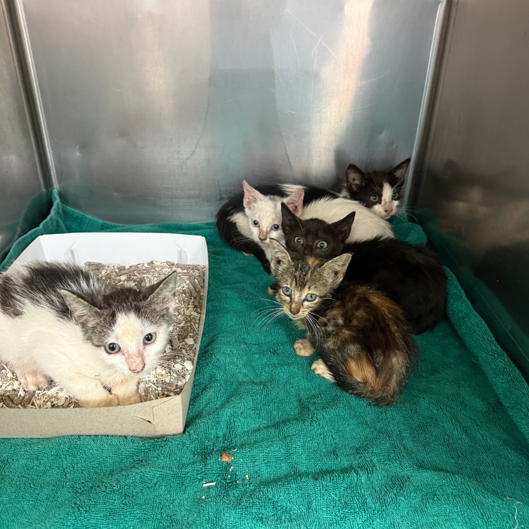 SHORTBREAD - Domestic Shorthair available for adoption