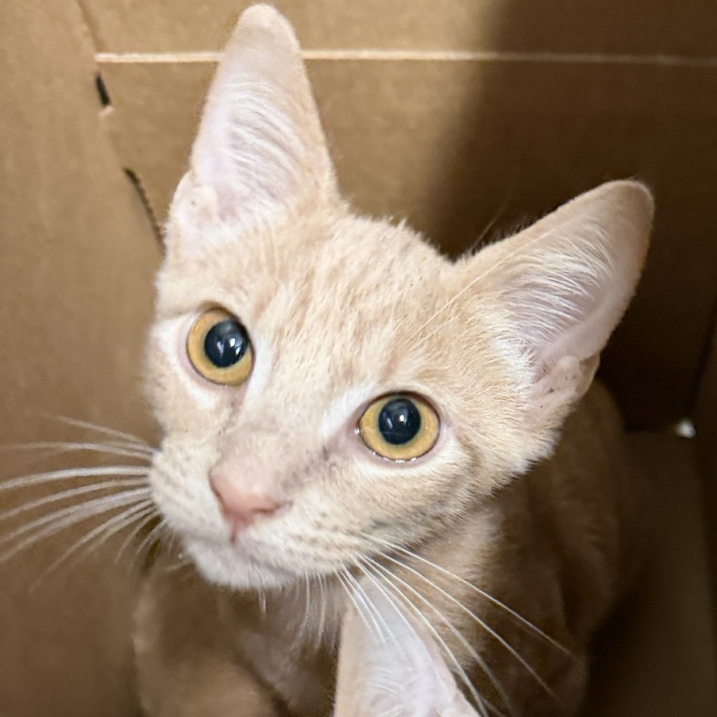 DONKEY - Domestic Shorthair available for adoption