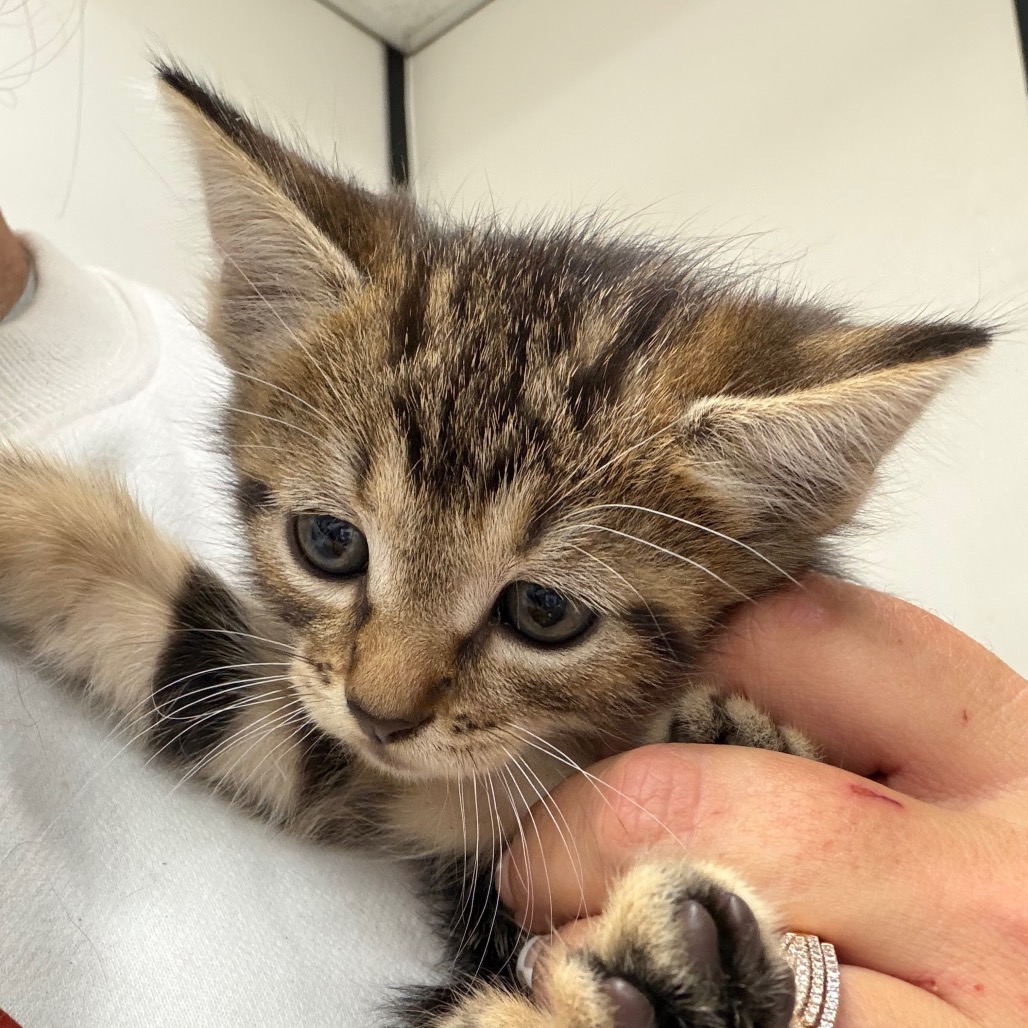 Jill, an adoptable cat at SPCA-BC
