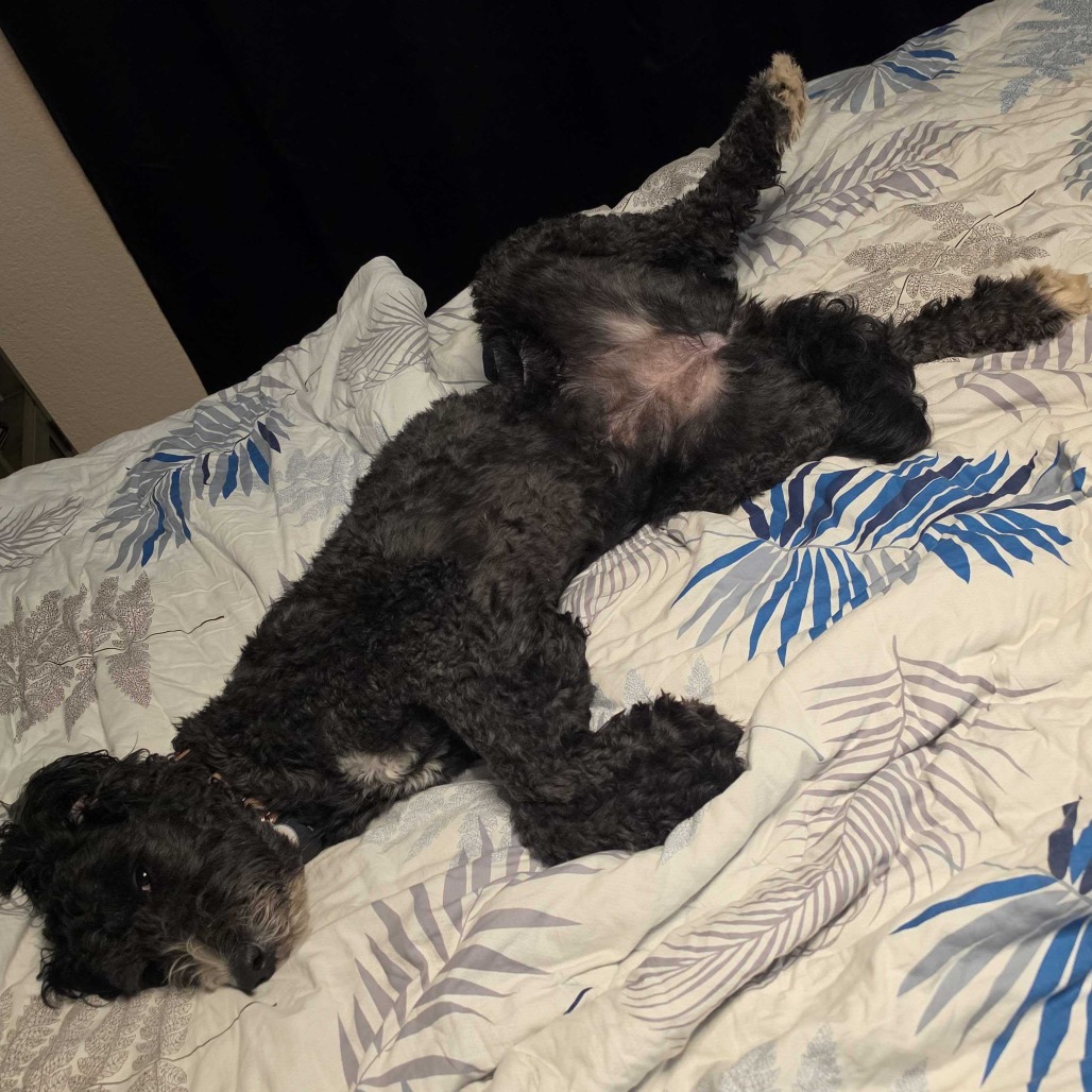 NOVA (D24-405) - Bernese Mountain Dog / Poodle, Standard available for adoption