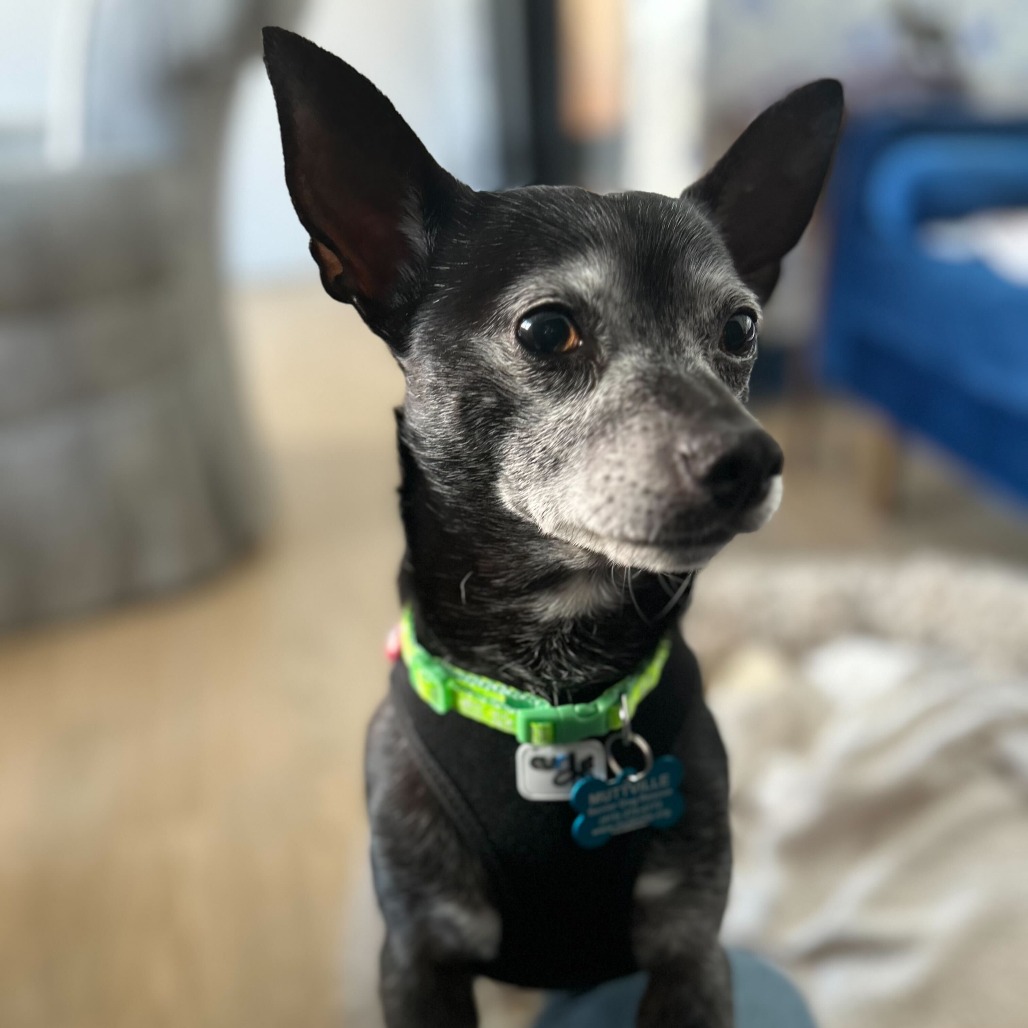 Jeff Probst 13377 — thumbnail 3