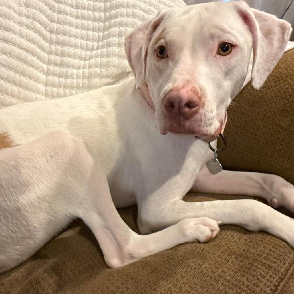Sully Rescue Sully is available for adoption at Rescue Network
