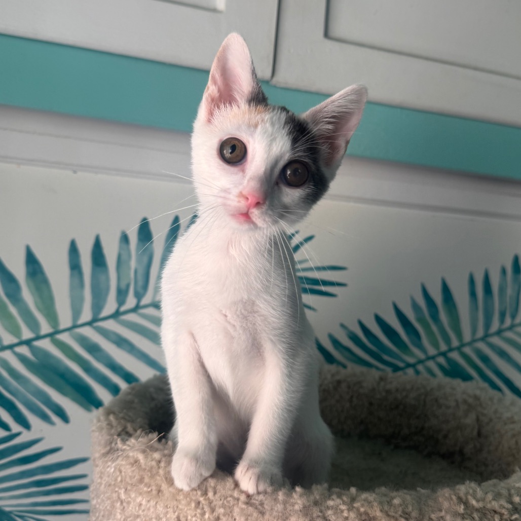 Clementine June, photo 2