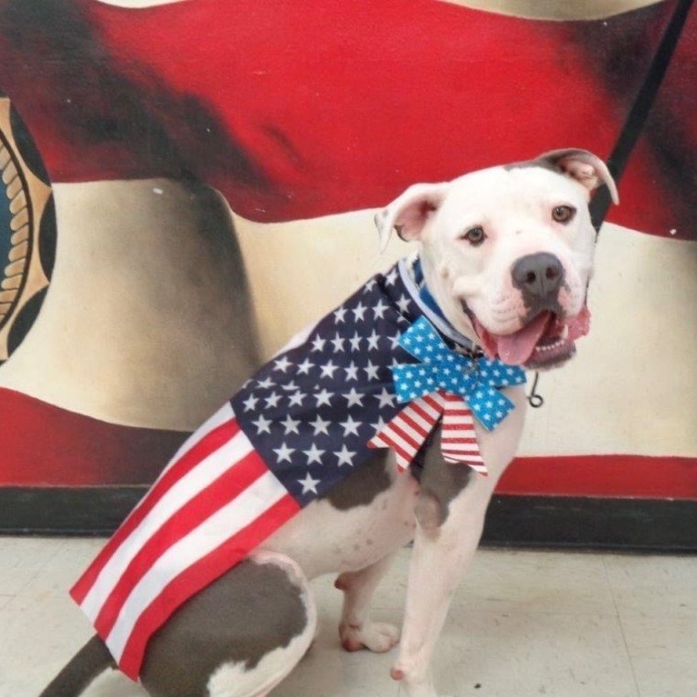 Close-up photo of Cooper