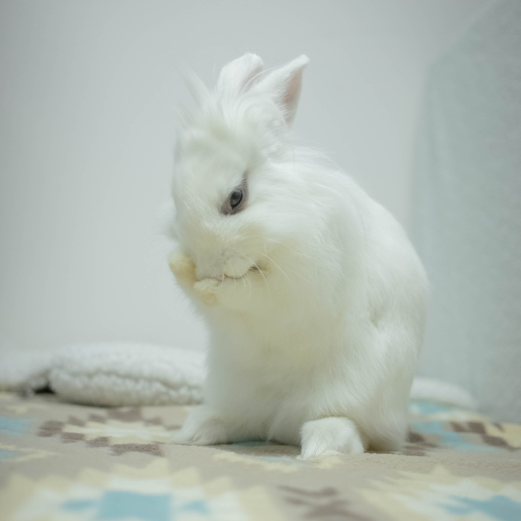 Penny (bonded to Chowder), photo 7