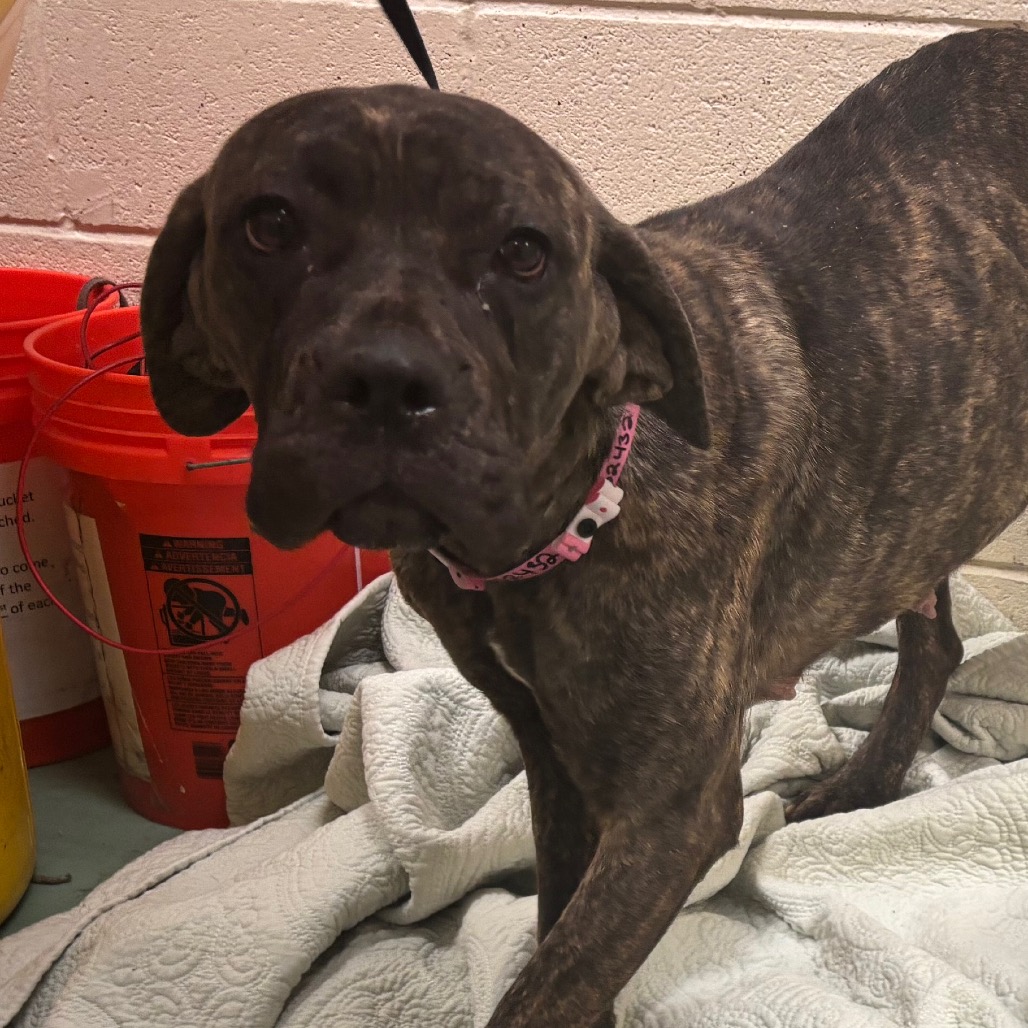 Ruby aka "Chili" — thumbnail 2