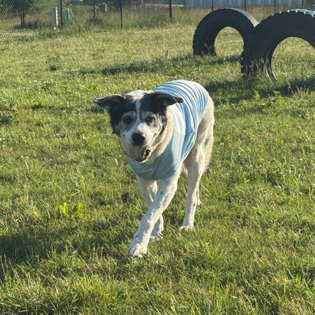 Bandit, photo 6