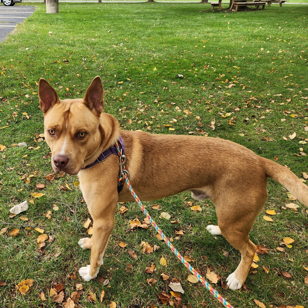 Nacho — thumbnail 2