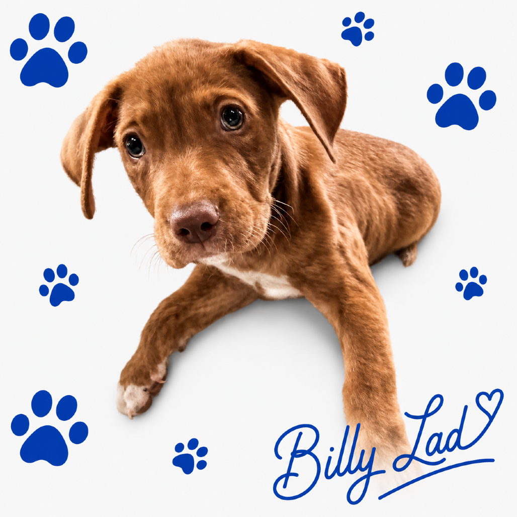 Billy Lad, photo 4