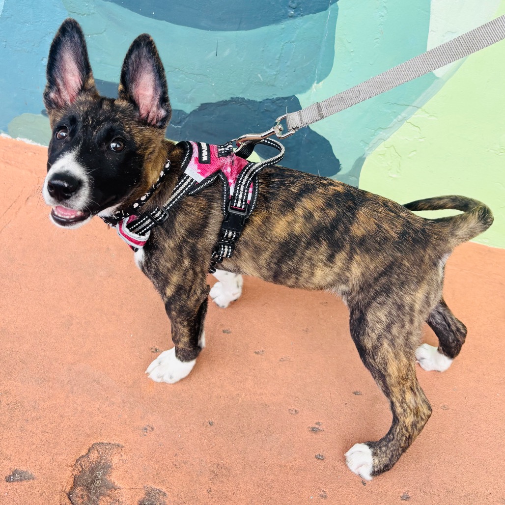Image of Zora looking at the camera